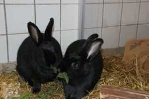 Kaninchen Bongo und Mimi